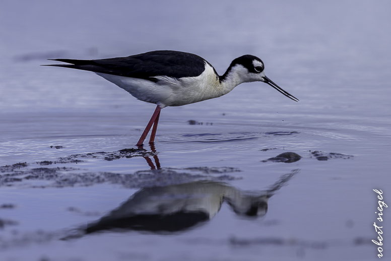 palo alto baylands 2025